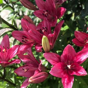 Meet your Posher, Lisa